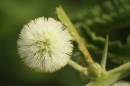 20091129_12138_acaciarehmaniana_06.jpg