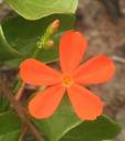 20091129_12185_tricliceraslongipedunculatum_01.jpg