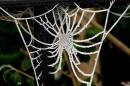 20101206_18586_corbet_02.jpg