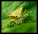 /gallery/data/514/thumbs/22330-6-600-shieldbug.jpg