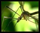 22377-6a-600-fly.jpg