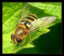 22690-5a-600-hover.jpg