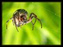 22861-7-700-spider.jpg