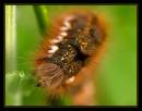 23468-5-600-caterpillar.jpg