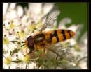 23769-2-600-hover.jpg
