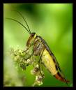 24267-7-600-fly.jpg