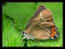 24567-6-700-moth.jpg
