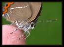 24588-5-700-moth.jpg