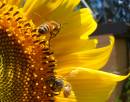 2_BEES_taken_with_fish_eye_lens_cropped.jpg