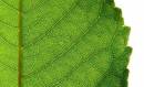 30_07_06_Green_rec2.jpg
