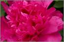 4-6-07_flowers_003.jpg