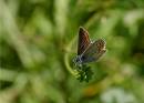 4-June-Female-Blue.jpg