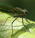 4-June-Female-Damsel.jpg