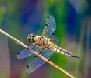 4_Spot_Chaser-1.JPG