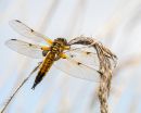 4_Spot_Chaser.JPG