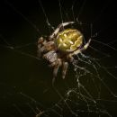 4_spot_orb_weaver-1.jpg