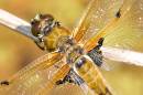4_spotted_chaser_4.jpg