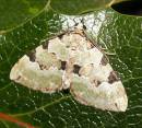 608_Green_Carpet_Moth_Colostygia_pectinataria_.jpg