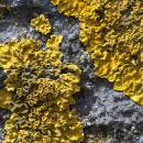 6BK3929-2_lichen_on_limestone.jpg