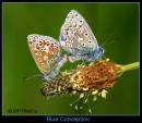 7G5C1114_blue_conception.jpg