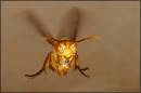 AAGuy_12459_-_Potter_Wasp_Eumenes_pyriformis_.jpg