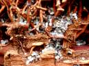 ANTS_2.jpg