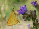 AWL2-170704_144-a.jpg