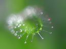 A_Drosera_voll_1500_Nik-1_Nik_DxO.jpg