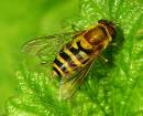 A_hoverfly.jpg