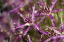 Alium_in_the_rain.jpg