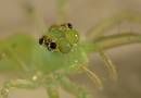 All_green_jumping_spider_0282.jpg