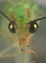 All_green_jumping_spider_and_Lacewing_0422.jpg