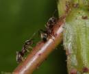 Ants.jpg