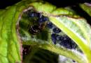 Aphid_Nursery.jpg