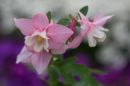 Aquilegia3.jpg