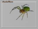 ArachnoMacro.jpg