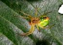 Araniella_cucurbitina_Green_Orb_Spider2.jpg