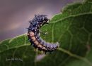 Asian_Ladybird_Larva.jpg