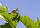 Assissan_Bug_ND_600_Sig_105_2_8_Macro_04142020_DSC_6462.jpg