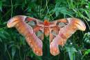 Atlas_Moth_309_edited-copy.jpg