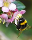 BEE15.jpg