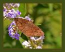 BF_N_D_600_Sigma_105_Macro_HH_RF_061916_9685.jpg