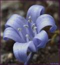 BLUE-BELL-FLOWER_.jpg