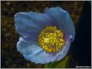 BLUE_POPPY.jpg