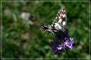 Babak_079_copy.jpg