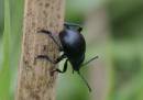 Back_beetle.JPG