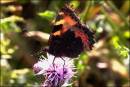 Backlit_Tortoiseshell.jpg