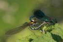 Banded_Demoiselle_8706s.jpg