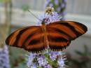 Banded_Orange_Heliconian.jpg