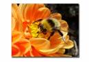 Bee.jpg